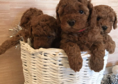 Mini Boy Poodle Bebekler